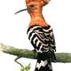 Wie heißt diese Vogelart???x