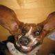 Hunde Lachen