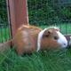 Günstige Meerschweinchenkäfige aus holz