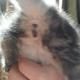 Katzenbabys Geschlechtserkennung