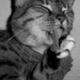 Warum putzen sich Katzen immer