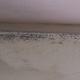 Woran erkenne ich Schimmel? Ist das Schimmel an meiner Wand?