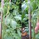wie heißt ausgeizen (von Tomaten) auf norddeutsch?