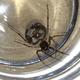Was könnte das für eine Spinne?