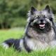Hund zulegen. Rasse?