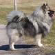 Hund zulegen. Rasse?