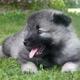 Hund zulegen. Rasse?