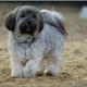 Hund zulegen. Rasse?