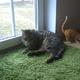 Suche Katzenname :)