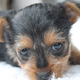 Hundename Mischling (Yorkshire und Chihuahua)