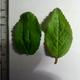 Baum gesucht! (Rotgelbe Früchte)