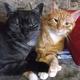 2 Katzen - 1 Dach