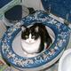 Toilettengel giftig für Katzen ?!