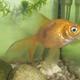 Goldfisch hat schwarzen Fleck