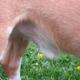 Hunde bauch hängt