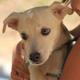 Tiere aus spanien gute idee?