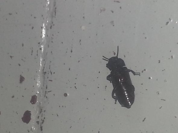 schwarzer Käfer im Haus (Tiere)