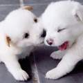 ^^ Welche Hunderasse ist das??!!!!  ^^