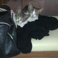 11 Wo alte Kitten mit Durchfall und nicht Stubenrein ?!