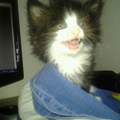 6 Wochen alte Katze bitte um Rat