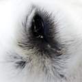 akute Anschwellung des Unterlids beim Hund. Was kann es sein?