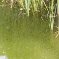 Amphibienzoo im Garten - Fluch oder Segen?