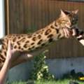 An alle Katzenkenner:Fragestellung steht unten