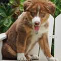 Australien Shepherd holen