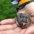 Baby Fink gefunden
