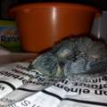 Baby Vogel gefunden (Glaube Dohle ???) MIT BILDERN !!!