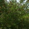 Baum gesucht! (Rotgelbe Früchte)