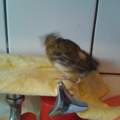 Beim Kanarienvogel sind alle Federn ausgefallen.......... Mauser??? (siehe Bild)