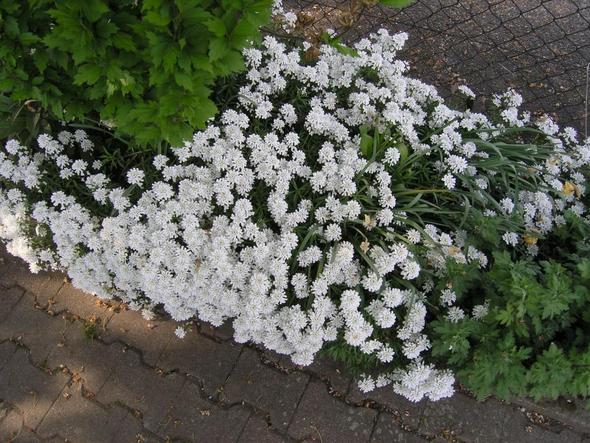 Bodendecker (Garten)
