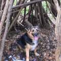 Border Collie Mix hat starken Hütetrieb, bin total verzweifelt