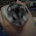 Darf mein Hamster Kresse essen?