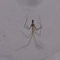 Die Spinne im Keller