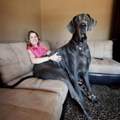 Riesen Hund, Fake???