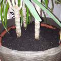 Dracaena umpflanzen: Hab ich alles richtig gemacht?