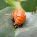 Dürfen Kaninchen Insekten fressen?