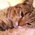 ein hodiger kater