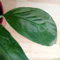 Einblatt,(Spatiphyllum) Merkwürdige Blätter!