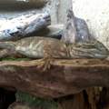 Entzündung am Kiefer bei Zwerg-Bartagame