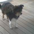 Filz bei Hunden
