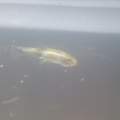 fisch ?