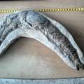 Fisch Fossil
