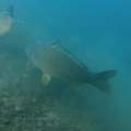 Fischbestimmung! Um Welche Fische (Süßwasser) handelt es sich?