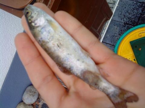 fischkrankheit an unsrem teeich (Tiere, Fische, forelle)