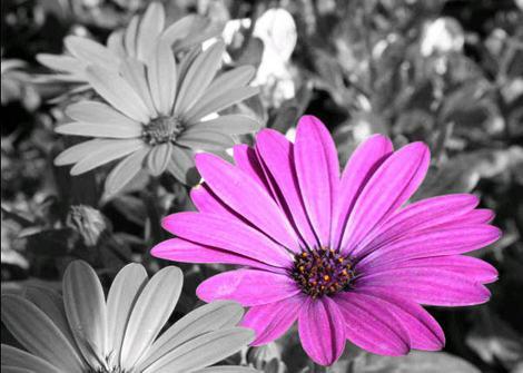 Schwarz Weiss Bilder Bunt Machen