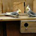 Frage zu Vögel :-) männlich oder weiblich Nymphensittiche!!!