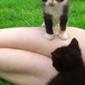 Fragen zur Katze.